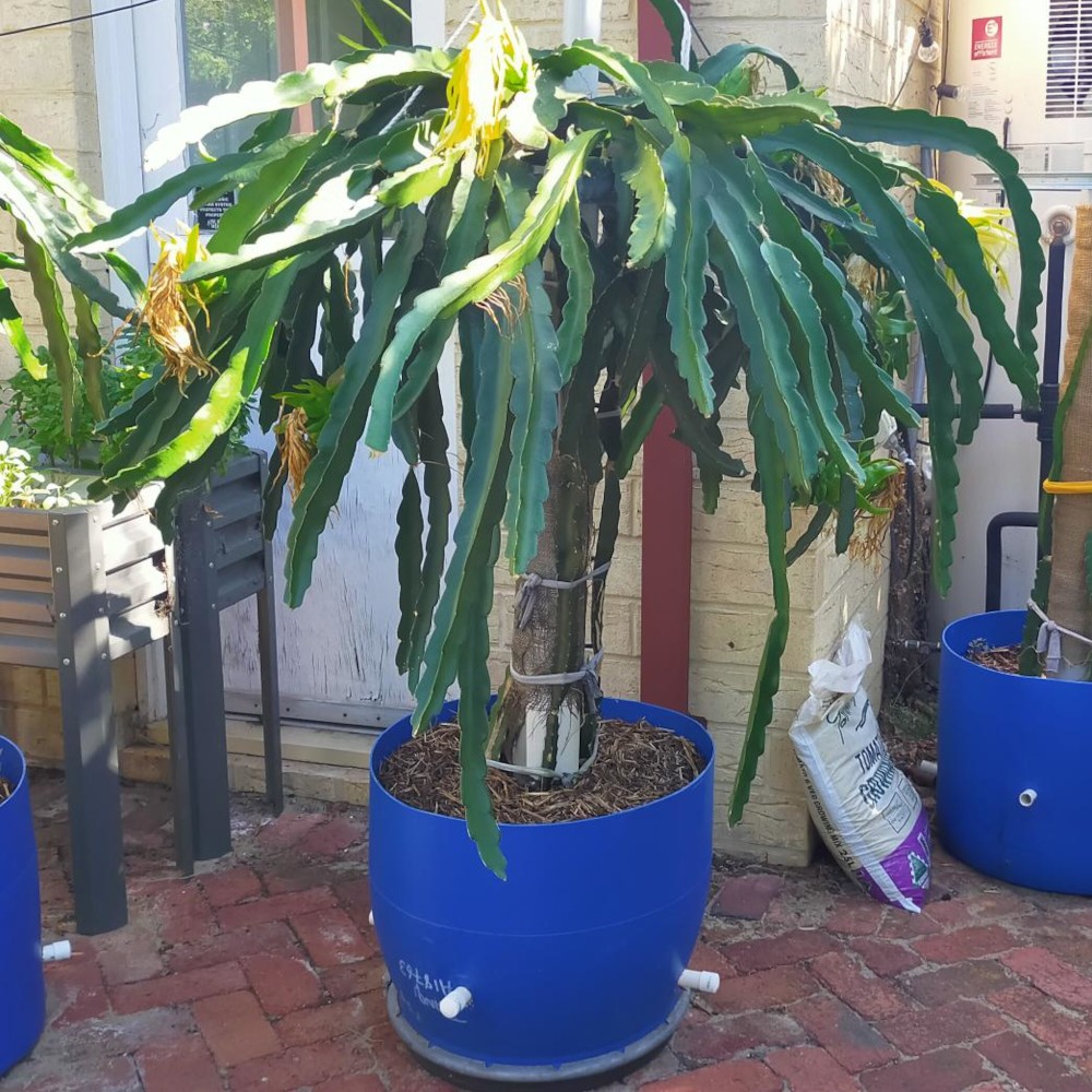 Picture of the whole plant